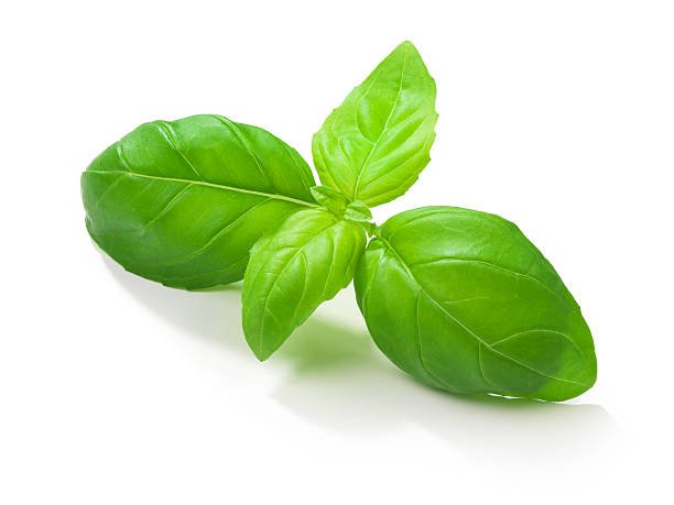 Basilic doux - Grand basilic